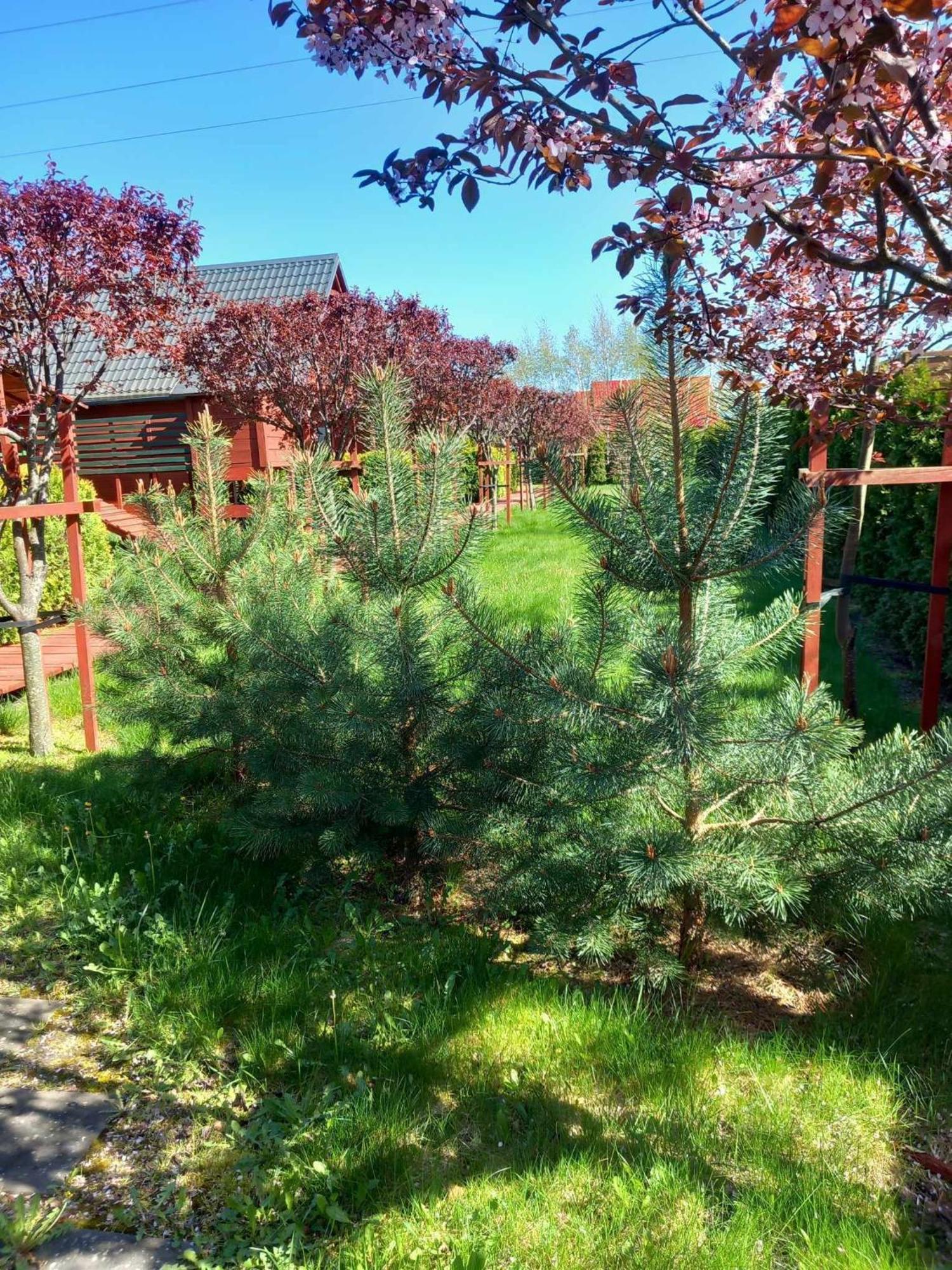 Mandarynka OW Villa Jaroslawiec Bagian luar foto
